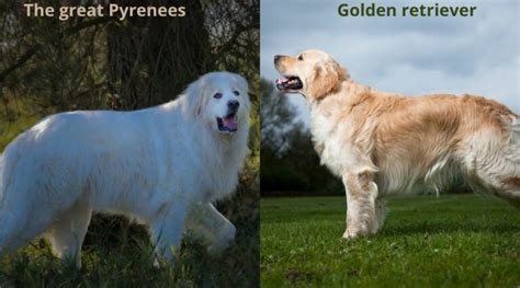 Great Pyrenees Vs Golden Retriever Key Differences Greenerpets