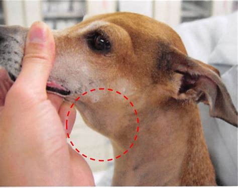 【獣医師監修】犬の唾液瘤（だえきりゅう）原因や症状は？対処・治療法、治療費、予防対策は？｜hotto（ホット）