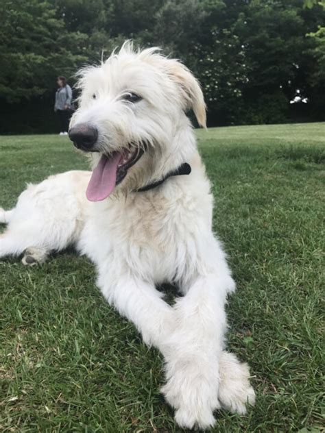 19 White Big Fluffy Dog Breeds Youll Love