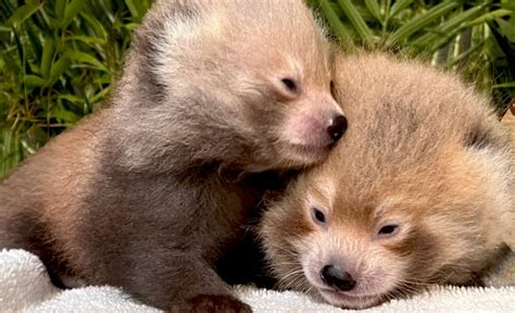 New Bedfords Buttonwood Park Zoos Endangered Red Panda Cubs Reach