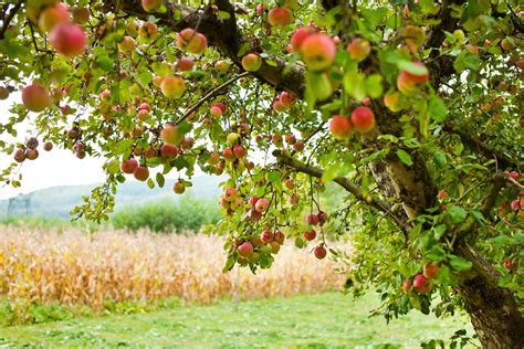 Organic Apple Growing Tips For A Healthy Home Orchard