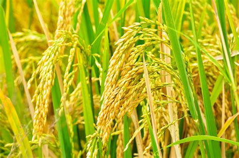Paddy Field Closeup Stock Photo Download Image Now Istock