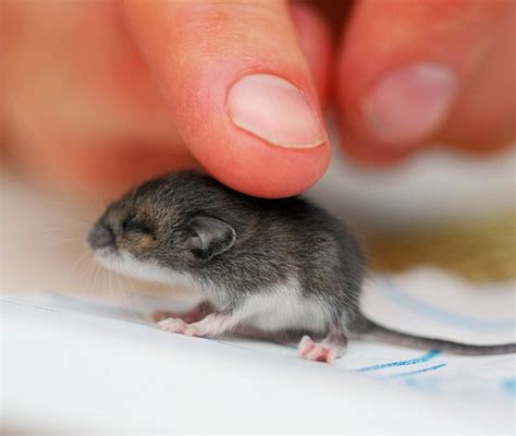 Cute Baby Mouse Animal