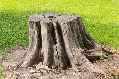 Tree Stump Removal Vs Tree Stump Grinding Ivans Tree Service