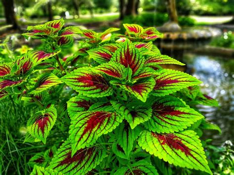 Top 15 Annual Plants That Grow In The Shade