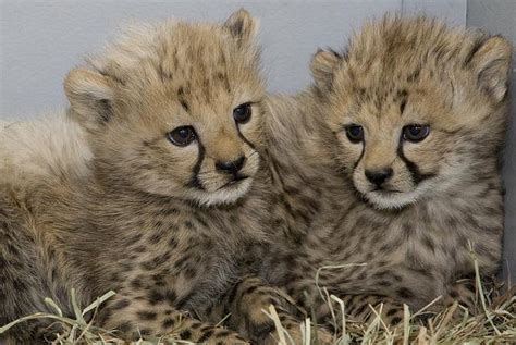 Saving Endangered Cheetahs In Namibia And Around The World