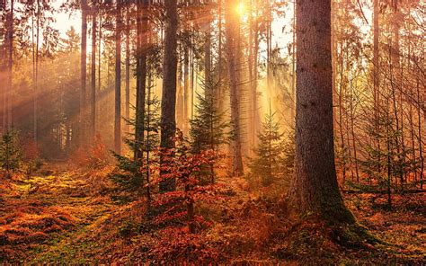 Hd Wallpaper Landscape Sunset Forest Trees Leaves Nature Plants