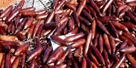 How Australias Poison Sausages Kill Millions Of Cats But Not Other