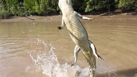 Jumping Crocodile Adelaïde River Youtube