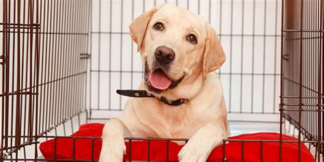 Crate Training Your Puppy Or Adult Dog Everything You Need To Know