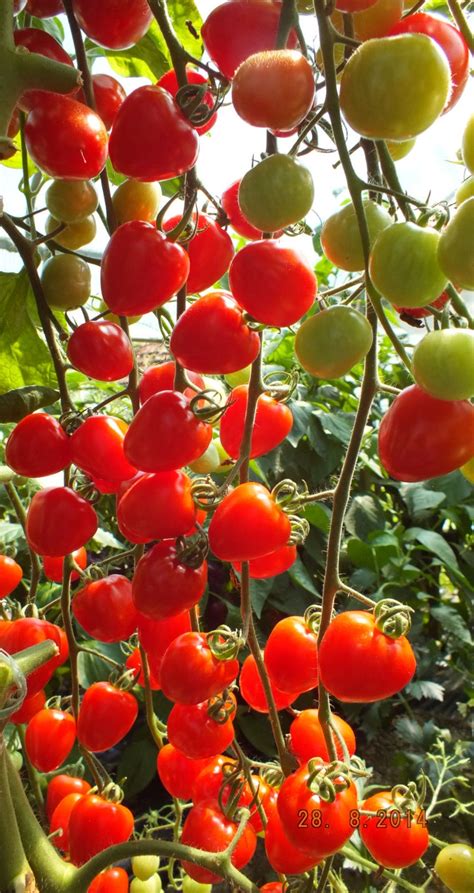 In this video, i let you in on my top 3 cherry tomatoes to grow in the vegetable garden. Cherry Tomatoes : TOMATOBERRY Tomato