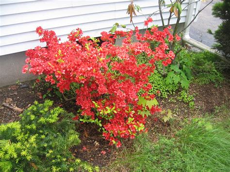 This plant has played a significant role in native history, and. Red Flowering Bush | Flickr - Photo Sharing!