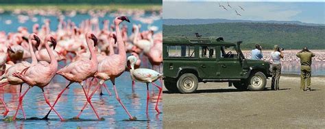 Guide For Bird Watching Safaris In Kenya With 4x4 Car Rental Kenya