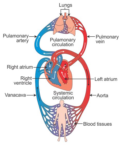 Circulatory System Part 3 Magme Guru