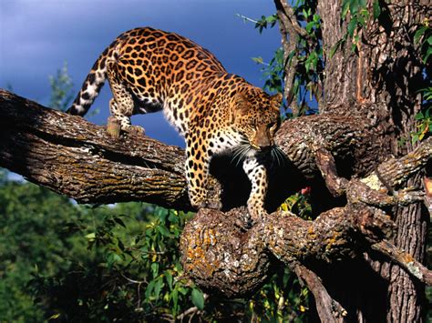 Encyclopaedia Of Babies Of Beautiful Wild Animals Leopards Amazing