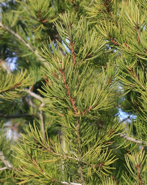 Types Of Pine Trees Plant