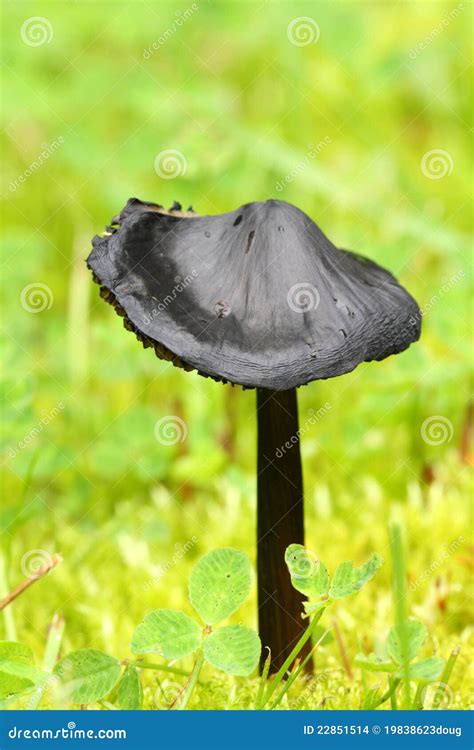 Black Mushroom Stock Photo Image Of Grass Alaska Black 22851514