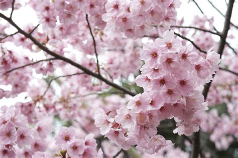 Cherry Blossoms Of Japan Parentcircle