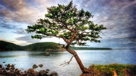 Beautiful Tree On A Bay Shore Hdr High Quality And Other