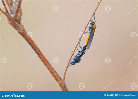 Mating Buffalo Gnat Stock Image Image Of Insects Pairing 246972813