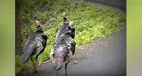 Tennessee Turkeys Will Shock Gobble At Anything Literally Wide Open