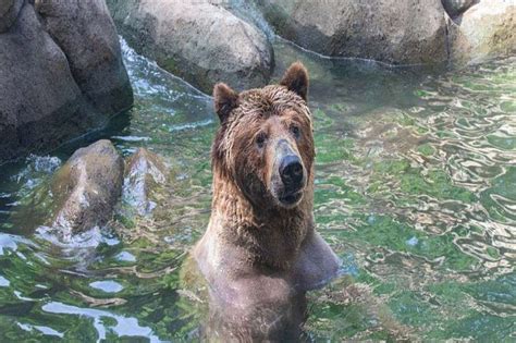 North Carolina Zoo Mourns The Loss Of Amazing Goofy Grizzly Bear
