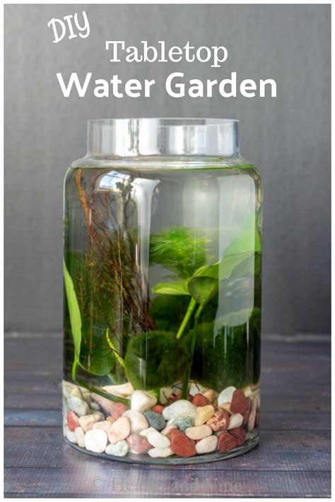 How To Make An Indoor Water Garden Indoor Water Garden Water Gardens