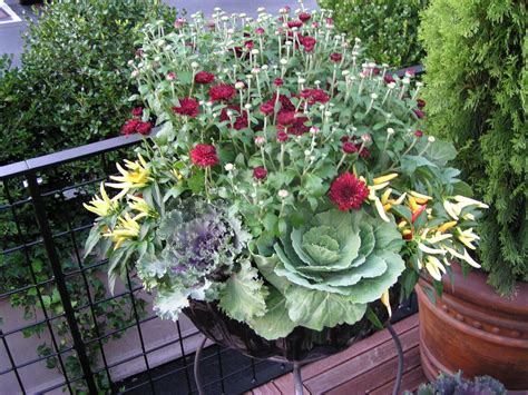 Another Great Fall Planter With Requisite Mums Peppers Cabbage And Kale