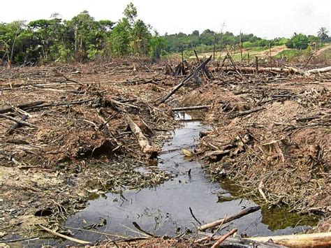 Aumenta la deforestación en Colombia Radio Nacional de Colombia