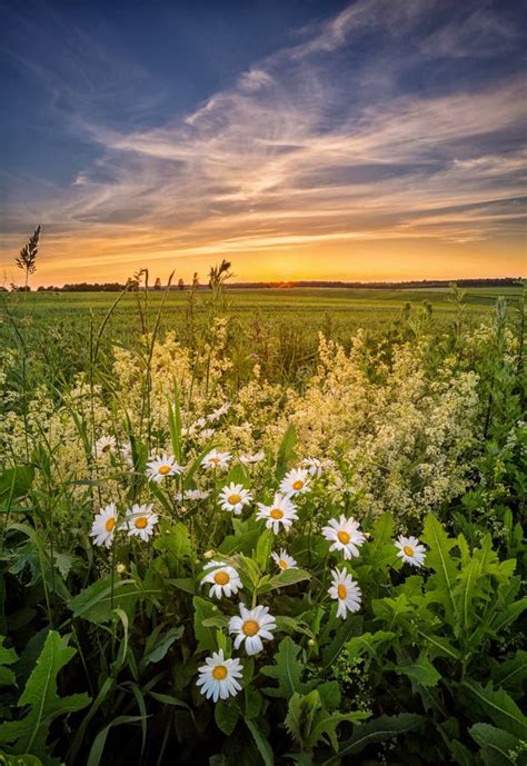 Daisies In The Field Meadow For A Picnic At Sunset Stock Photo