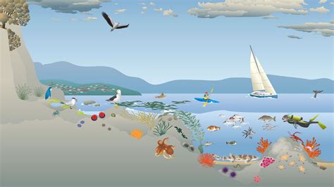 Rocky Reefs Kelp Beds And Inter Tidal Zone Habitat Diagram Tidal