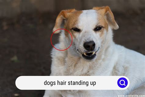 Dogs Hair Standing Up Meaning Hackles And Back Hair Explained Oodle