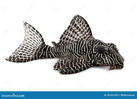 Queen Pleco Catfish L 260 Queen Arabesque Hypostomus Sp Plecostomus