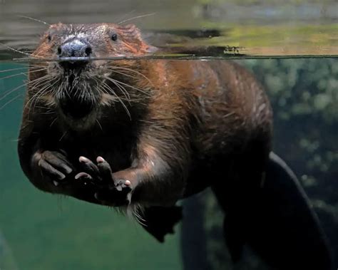8 Animals Similar To Beavers Naturenibble