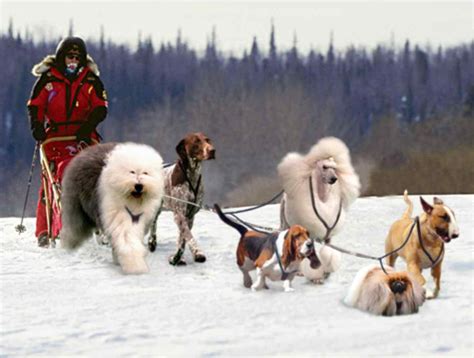 The Iditarod Trail Sled Dog Race I Hope To Be Remembered For My