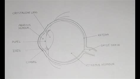 How To Draw Human Eye Diagram Human Eye Diagram Class 10 How To
