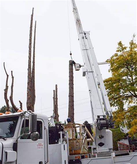 Crane Tree Removal Seattle Wa Eastside Tree Works