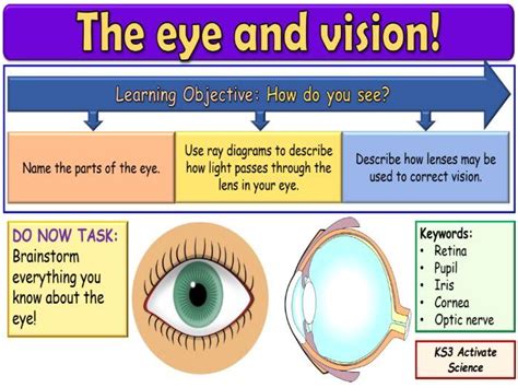 The Eye And Vision Ks3 Activate Science Teaching Resources