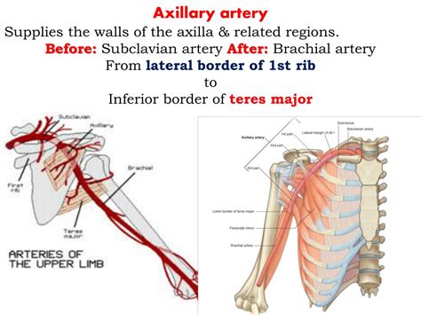 Ppt Axilla And Upper Limb Powerpoint Presentation Free Download Id