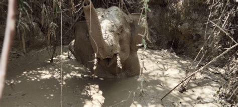 Trapped Elephant Rescued From Pit ⋆ Cambodia News English