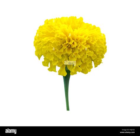 Yellow Marigold Flower Isolated On White Background With Clipping Path