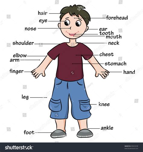 Cartoon Child Vocabulary Of Body Parts Vector Illustration