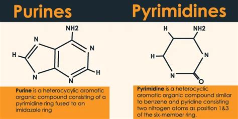Structure Of Purine And Pyrimidine Bases Hours Of Biology
