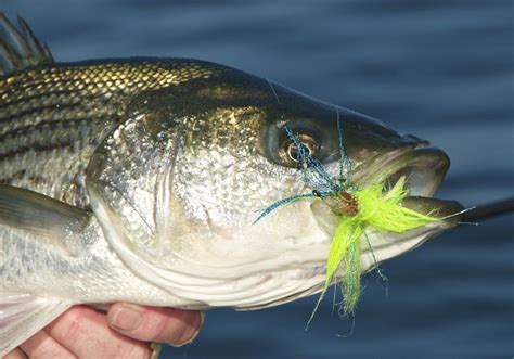 110 Best Striped Bass Images On Pinterest Fishing Bass And Fly Fishing