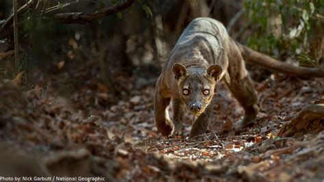 Interesting Facts About Fossa Just Fun Facts