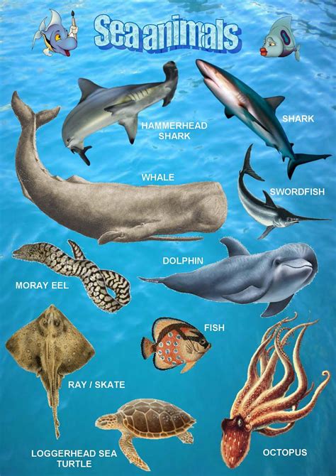 Ocean Animals Pictures For Toddlers