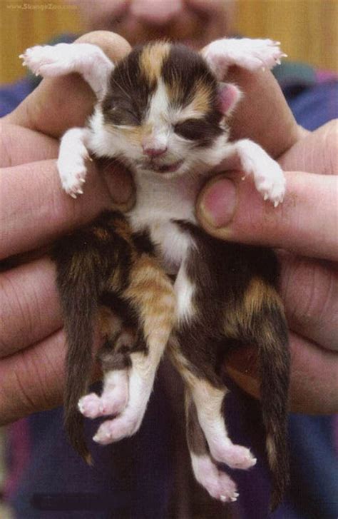 Siamese Twin Cat Picture Ebaums World