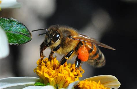 Honey Bee The Biggest Animals Kingdom