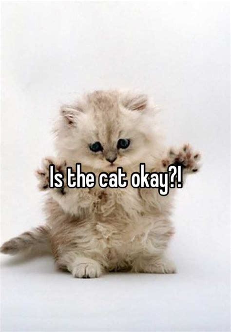 Is The Cat Okay