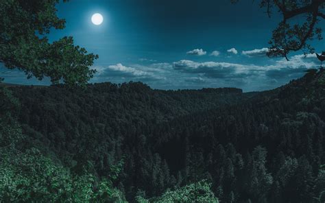 Dark Night Forest View 5k Imac Wallpaper Download Allmacwallpaper